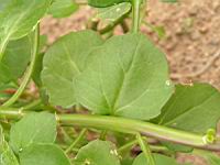 Senecio Angulatus (fam Asteracees) (Afrique du sud) (02) (Photo F. Mrugala)